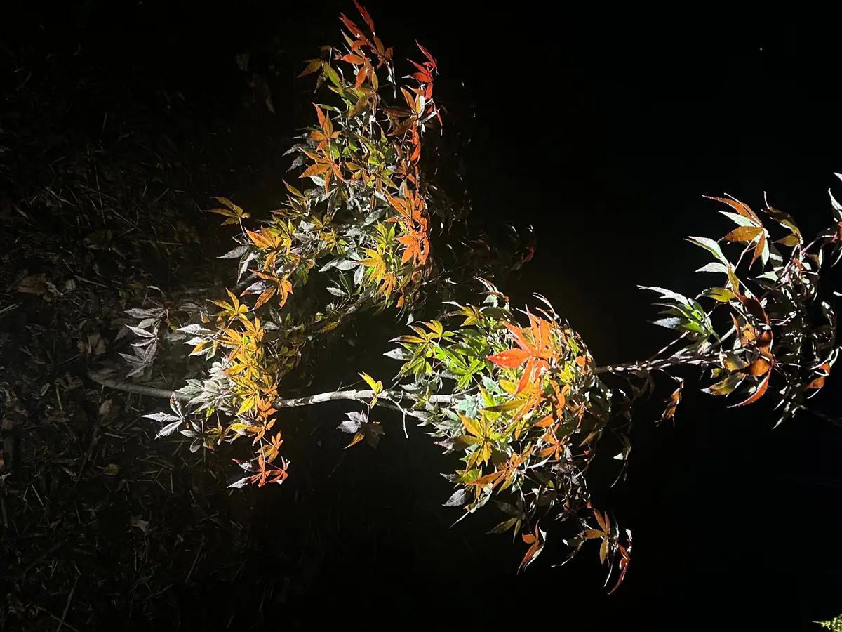 Low-voltage LED landscape lighting after dark in Central Kentucky